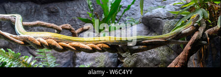 Green Python (Morelia viridis) on a vine. Native to Australia Stock Photo