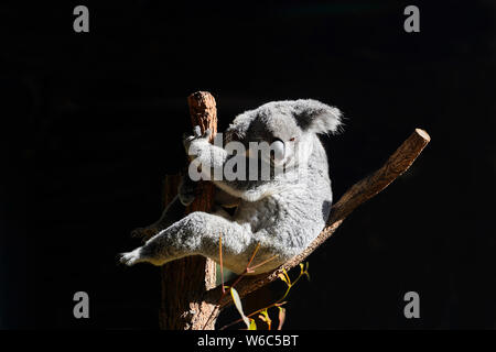 A Koala (Phascolarctos cinereus) is a marsupial native to Australia Stock Photo