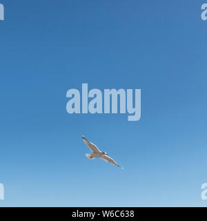 Single seagull flying alone in the sky on simple blue background Stock Photo