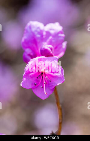 Pink blossoms of a Colorado four o'clock (Mirabilis multiflora) in full bloom Stock Photo