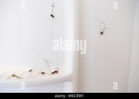 Hair balls in the shower. Hair falling out after pregnancy and breastfeeding. Best way to keep it from blocking the drain, ball it up stick to wall Stock Photo