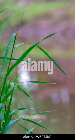 Vertical Close up view of rich green grasses with thin stems and long leaves Stock Photo