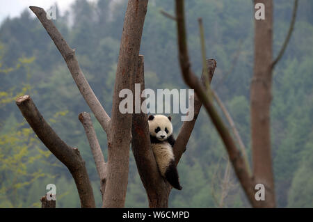 A giant panda cub rests on a tree at the Wolong National Nature Reserve in Gengda town, Wenchuan county, Ngawa Tibetan and Qiang Autonomous Prefecture Stock Photo