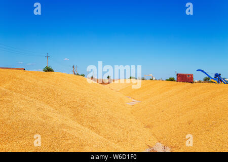 Pile of ripe wheat grains against a blue sky. Harvest, agriculture. Stock Photo