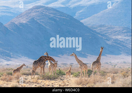 A group of Giraffes grazing in the desert of central Namibia. Hardap Region Namibia. Stock Photo