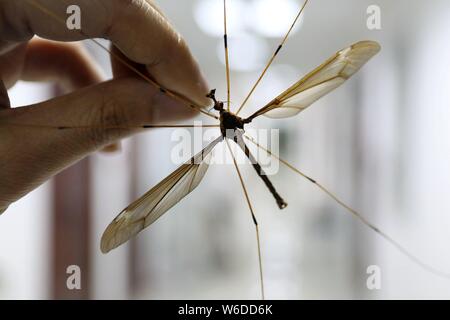 In this undated photo, a Chinese entomologist shows the giant mosquito ...