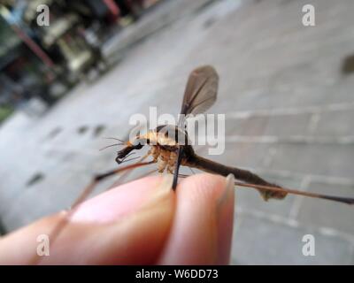 In this undated photo, a Chinese entomologist shows the giant mosquito ...