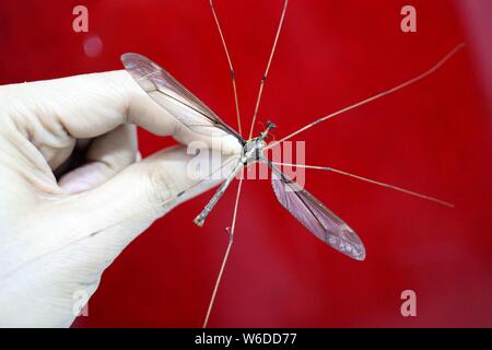 In this undated photo, a Chinese entomologist shows the giant mosquito ...