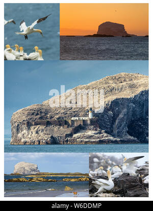 Collage from photos. View on Bass Rock and North Sea coast. Bass Rock - island where live colony of northern gannets. Stock Photo