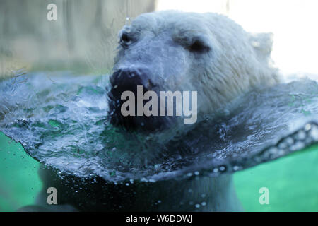 Portrait of a polar bear swimming in the surface Stock Photo