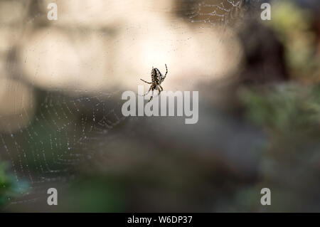 Spider on the web with water droplets on blurred greenery background and setting sun bokeh. Close-up. Stock Photo