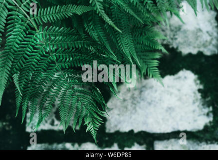 Perfect natural young fern leaves on background of old grey cobblestone pavement with dark green moss in the seams. Dark and moody feel. Top view. Stock Photo