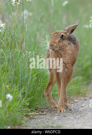 Brown Hare(Lepus europaeus) stretching after being sat down for a long period. Stock Photo