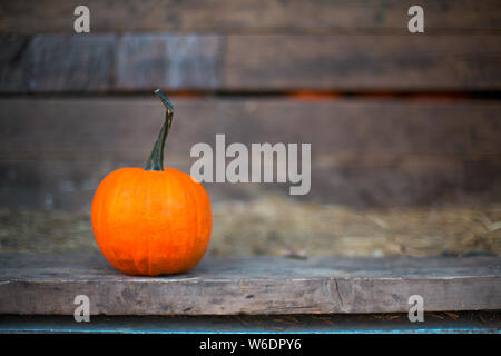 One pumpkin in the old truck. Close up. Pumpkin, Squash Harvest Stock Photo