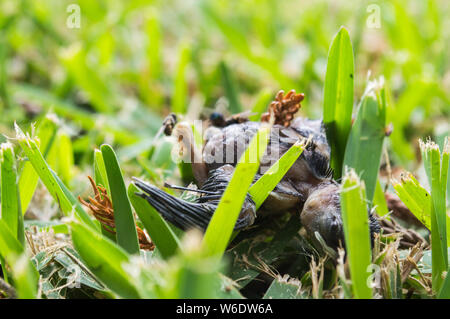 Dead baby bird lying on grass eye half opened Stock Photo
