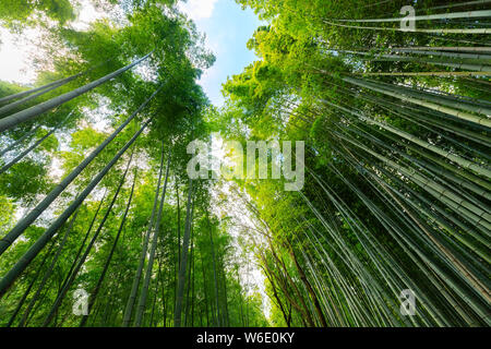 The very tall bamboo trees forest of Arashiyama near Kyoto, Japan Stock Photo