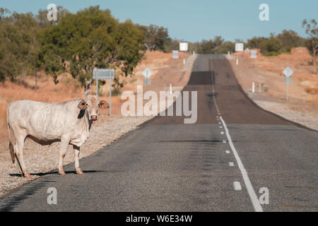 cow standing on side of road in Australia Stock Photo