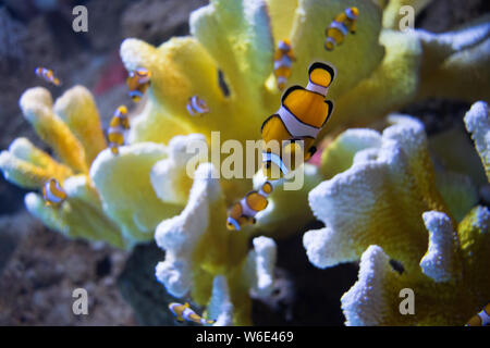 The clownfish (amphiprioninae) also called anemonefish, next to an sea anemone. Wildlife concept Stock Photo