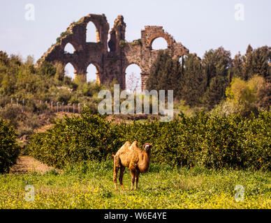 Inverted siphon of the Roman aqueduct of Aspendos. Antique Ruins, Turkey Stock Photo