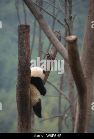 A giant panda cub rests on a tree at the Wolong National Nature Reserve in Gengda town, Wenchuan county, Ngawa Tibetan and Qiang Autonomous Prefecture Stock Photo