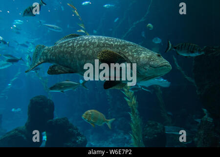 A grouper (Epinephelus marginatus) swimming in an aquarium in the foreground. Nature concept Stock Photo