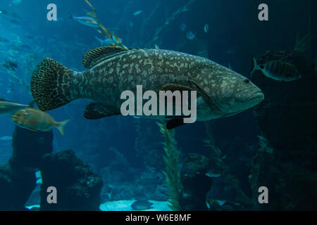 A grouper (Epinephelus marginatus) swimming in an aquarium in the foreground. Nature concept Stock Photo