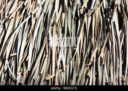 Roof of dry palm leaves close-up. Tropical natural background Stock Photo