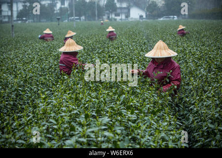 Chinese farmers harvest Longjing tea at a tea plantation in Hangzhou city, east China's Zhejiang province, 20 March 2018.   Farmers in suburban Hangzh Stock Photo