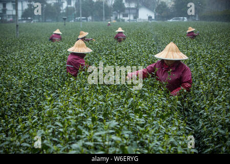 Chinese farmers harvest Longjing tea at a tea plantation in Hangzhou city, east China's Zhejiang province, 20 March 2018.   Farmers in suburban Hangzh Stock Photo