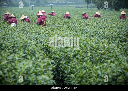 Chinese farmers harvest Longjing tea at a tea plantation in Hangzhou city, east China's Zhejiang province, 20 March 2018.   Farmers in suburban Hangzh Stock Photo