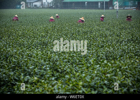 Chinese farmers harvest Longjing tea at a tea plantation in Hangzhou city, east China's Zhejiang province, 20 March 2018.   Farmers in suburban Hangzh Stock Photo