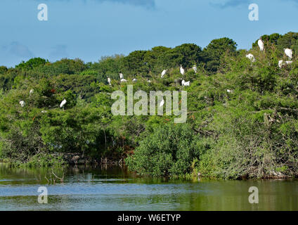 Many storks roosting on and island, in a pond, in the Harris Neck National Wildlife Refuge, Georgia Stock Photo