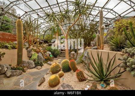 INVERNESS SCOTLAND THE BOTANIC GARDENS GLASS HOUSE OR GREENHOUSE CONTAINING A LARGE COLLECTION OF CACTI Stock Photo