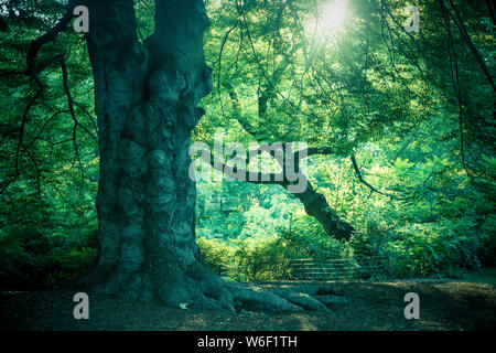 Nature scene with trees in summertime from Central Park, NYC Stock Photo