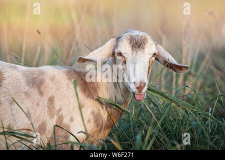 Brown goat eats green grass Stock Photo