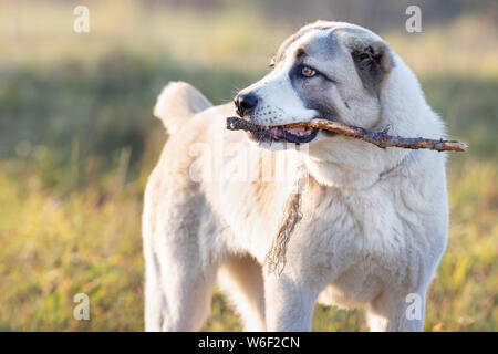 Friendly Central Asian Shepherd dog playing with stick Stock Photo