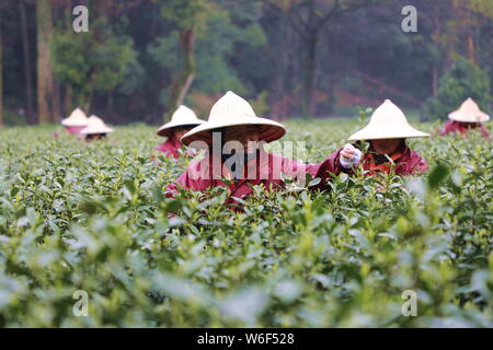 Chinese farmers harvest Longjing tea at a tea plantation in Hangzhou city, east China's Zhejiang province, 20 March 2018.   Farmers in suburban Hangzh Stock Photo