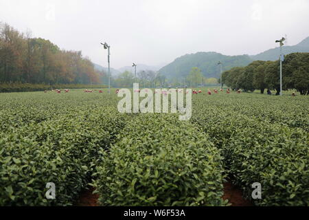 Chinese farmers harvest Longjing tea at a tea plantation in Hangzhou city, east China's Zhejiang province, 20 March 2018.   Farmers in suburban Hangzh Stock Photo