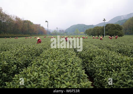 Chinese farmers harvest Longjing tea at a tea plantation in Hangzhou city, east China's Zhejiang province, 20 March 2018.   Farmers in suburban Hangzh Stock Photo