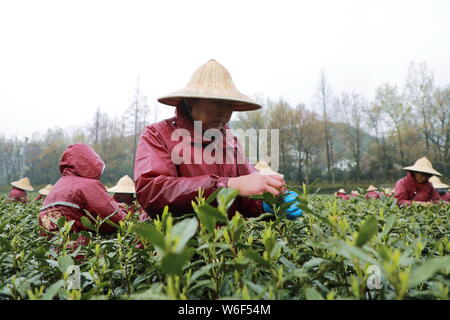 Chinese farmers harvest Longjing tea at a tea plantation in Hangzhou city, east China's Zhejiang province, 20 March 2018.   Farmers in suburban Hangzh Stock Photo