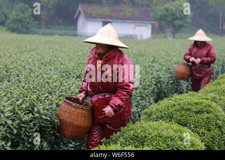 Chinese farmers harvest Longjing tea at a tea plantation in Hangzhou city, east China's Zhejiang province, 20 March 2018.   Farmers in suburban Hangzh Stock Photo