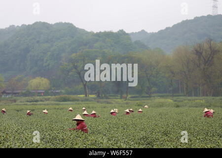 Chinese farmers harvest Longjing tea at a tea plantation in Hangzhou city, east China's Zhejiang province, 20 March 2018.   Farmers in suburban Hangzh Stock Photo