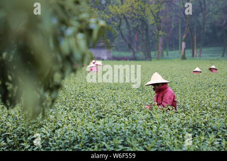 Chinese farmers harvest Longjing tea at a tea plantation in Hangzhou city, east China's Zhejiang province, 20 March 2018.   Farmers in suburban Hangzh Stock Photo