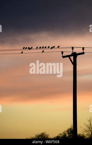 Birds (starlings) silhouetted against red sunset sky, sitting perched high on power lines at top of utility pole - North Yorkshire Dales, England, UK Stock Photo