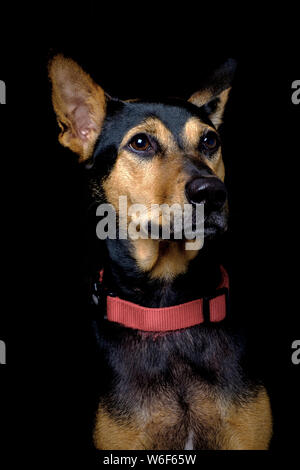 Stray mongrel rescued thai dog resting tired after play soft black background Stock Photo