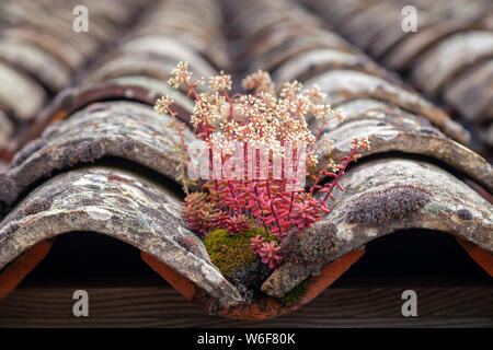 Textural background. Close-up of red beautiful bush sprouted on aged old antique vintage tiles on the roof of a medieval European house, covered with Stock Photo
