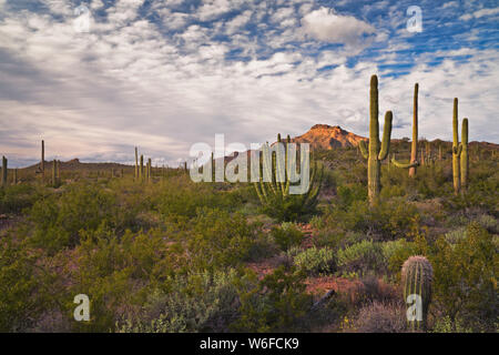 The multi armed organ pipe cactus thrive along Arizona's southern most border with Mexico in the Sonoran Desert of Organ Pipe Cactus Nat Monument. Stock Photo