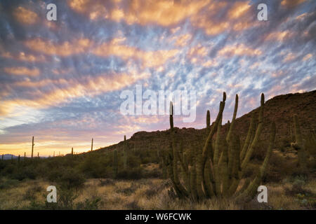 The multi armed organ pipe cactus thrive along Arizona's southern most border with Mexico in the Sonoran Desert of Organ Pipe Cactus Nat Monument. Stock Photo