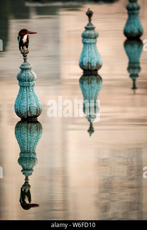 White Throated Indian Kingfisher in the gardens of the Taj Mahal, Uttar Pradesh, Agra, India UNESCO World Heritage Site Stock Photo