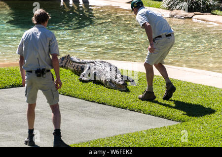 A zoo keeper feeding fish to a Saltwater crocodile in front of a large